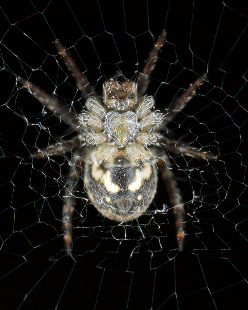 Spider, Paris, 2006