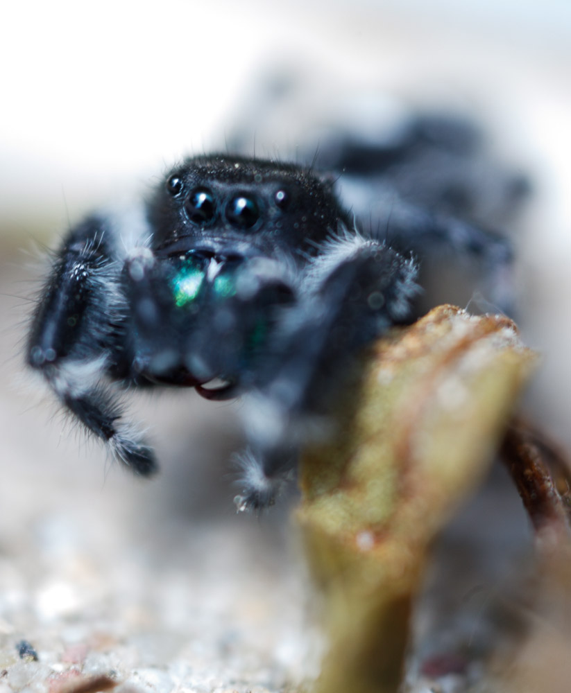 Spider, New Glarus, 2006