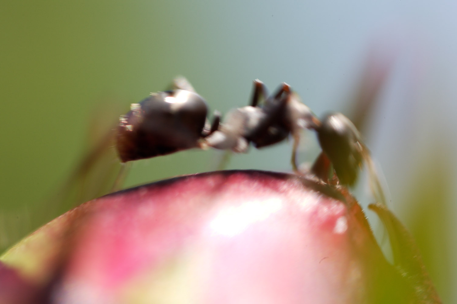 Ant, New Glarus, 2006