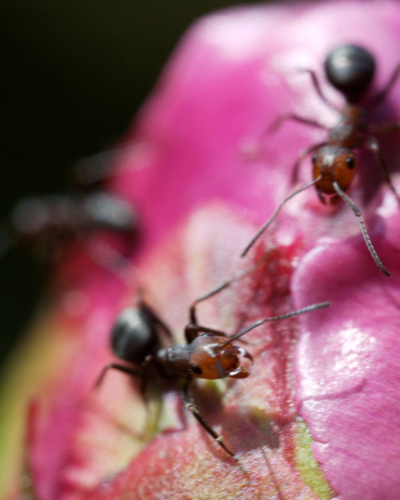 Ants, New Glarus, 2006