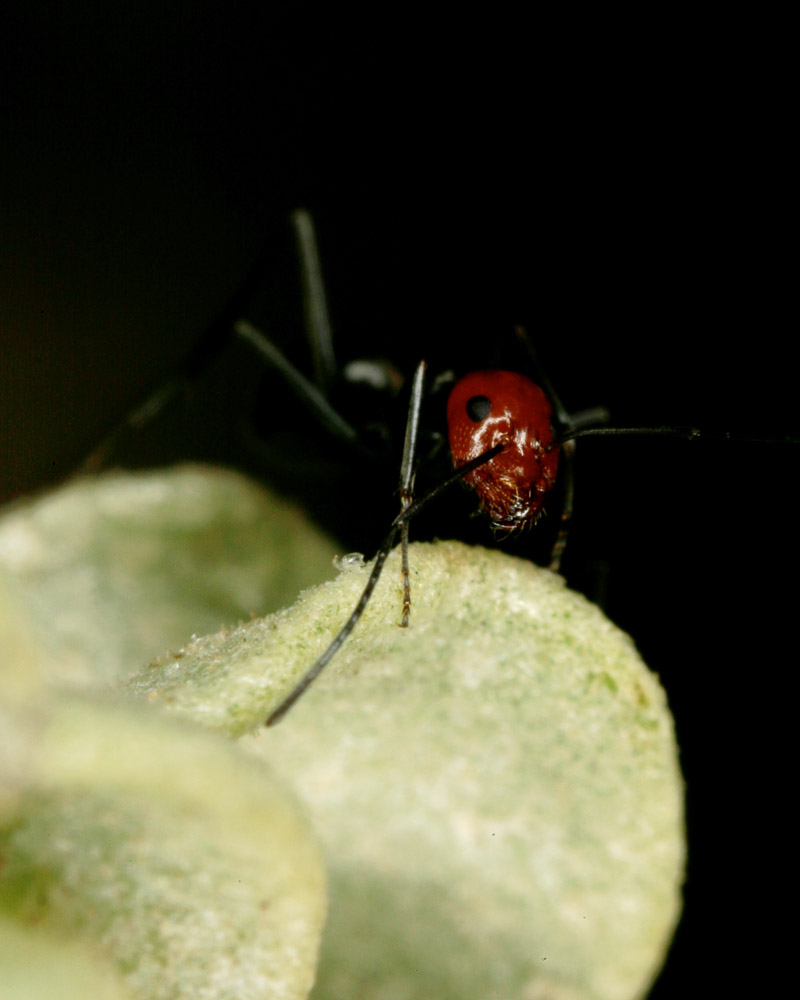 Ant, Atacama, Chile, 2006